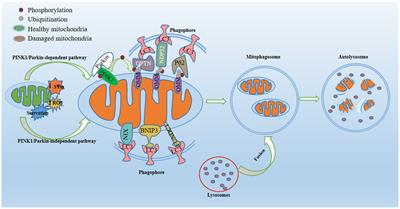 Targeting mitophagy for depression amelioration: a novel therapeutic strategy